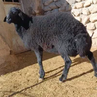 قوچ قره قزل