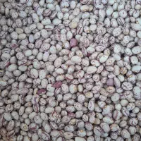 فروش لوبیا چیتی درجه یک