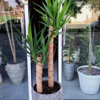 رُخ|گل مصنوعی|تربتحیدریه, بی بی حسنیه|دیوار