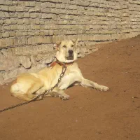 ماده پژدر نگهبان سفت سفت آماده واگذاری