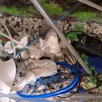 آکواریوم سایز بزرگ همراه پایه و تجهیزات کامل|ماهی|بندرعباس, |دیوار