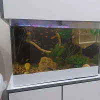 اکواریوم|ماهی|کرج, حسن آباد|دیوار