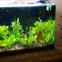 فروش تعدادی اکواریم حرفه ای