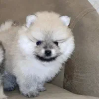 پامرانین خرسی