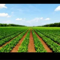 با کود ارگانیک تا ۳۰٪ افزایش تناژ بار داشته باشید