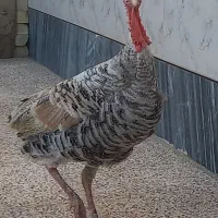 بوقلمون ماده