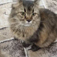 گربه شورت هِیر|گربه|سیرجان, |دیوار