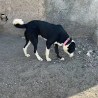 نگهبان اصیل|سگ|قنوات, |دیوار