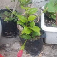 گل مادر شوهر