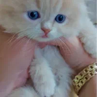 گربه خونگی