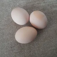 تخم مرغ کاکلی