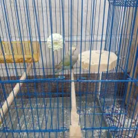 یک عدد کتوله ماده|پرنده|بیرجند, |دیوار