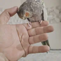 عروس هلندی دستی|پرنده|شادگان, |دیوار