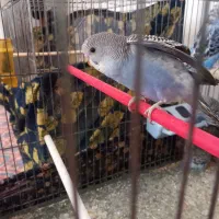 فروش مرغ عشق مولد و انگلیسی