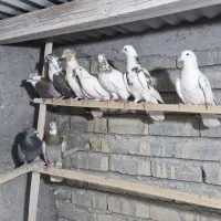 کفتر پرشی|پرنده|قم, عمار یاسر|دیوار