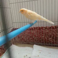 ۲ عدد قناری جوانه