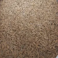 بذر برنج هاشمی مرغوب