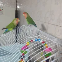 طوطی برزیلی سخنگو