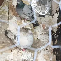 تعدادی ماده قشنگ و هوایی