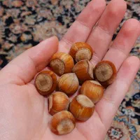 فندق درجه یک الموت قزوین|خوردنی و آشامیدنی|قم, شهرک قدس|دیوار