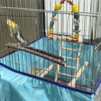 عروس هلندی همراه با قفس|پرنده|بندرعباس, |دیوار