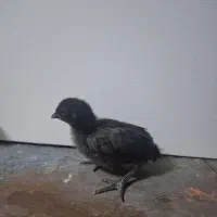 جوجه وتخم ،نژاده پیلموت راک (امروک)و ایام سمانی