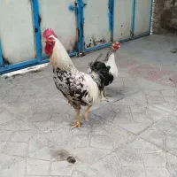 مرغ و خروس گلین