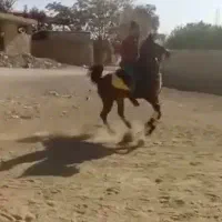 اسب در حدسیلمی سلطنتی|اسب و تجهیزات اسبسواری|تهران, آرژانتین|دیوار