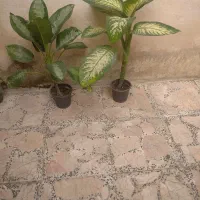 گل دیفن|گل و گیاه طبیعی|رشت, دیانتی|دیوار