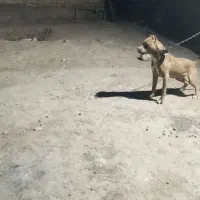 توله سگ پیتبول یک سال|سگ|ارطه, |دیوار