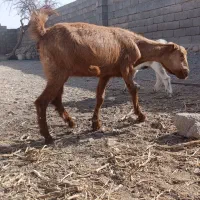 کهره ماده سرحال