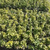 فروش رز و نهال تهران پاکدشت|گل و گیاه طبیعی|پاکدشت, پاکدشت (مامازند)|دیوار