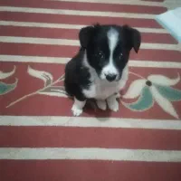 واگذاری سگ خانگی|سگ|شیراز, شهرک مهدیه|دیوار