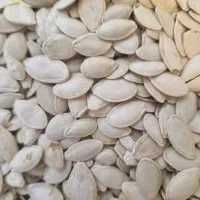 فروش تخم کدو