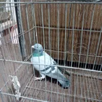 دوتا کبوتر|حیوانات|خمینی‌شهر, |دیوار