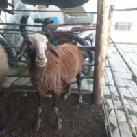 س بره دار بره نر او ماده  سه روزه از هر لخاظ سالم|حیوانات مزرعه|گنبد کاووس, |دیوار