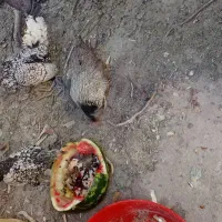 سلام سه عدد مرغ و خروس زینتی مینیاتور