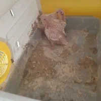 یک جفت عروس هلندی لوتینو مولد کار داده بادوتاجوجه|پرنده|همدان, |دیوار