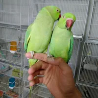 طوطی ملنگو و عروس هلندی|پرنده|بیرجند, |دیوار