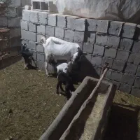 مری بز|حیوانات مزرعه|خاش, |دیوار