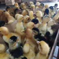 مرغابی گوشتی|حیوانات مزرعه|رشت, رودباری|دیوار