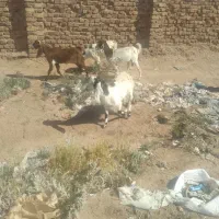 با سلام  خدمت دوستان