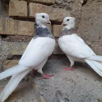 کفتر طوقی هفت رنگ|پرنده|اهواز, کوی طلاب|دیوار