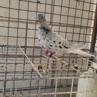 کوهی دم سفید|پرنده|اهواز, کارون|دیوار