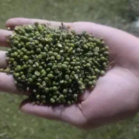 خریداروفروش ماش ولوبیاوکنجد