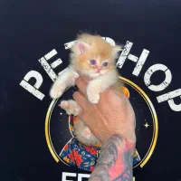 بریتیش رنگ گلد کد ۱۲جینجر