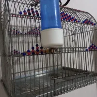 سهره قفس|لوازم جانبی حیوانات|رشت, لاکان|دیوار
