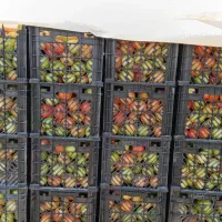 گوجه دورنگ وسبز