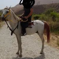 اسب نریان عرب|اسب و تجهیزات اسب‌سواری|تهران, آذری|دیوار