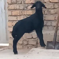 قوچ قره قزل چال|حیوانات مزرعه|ایجرود, |دیوار